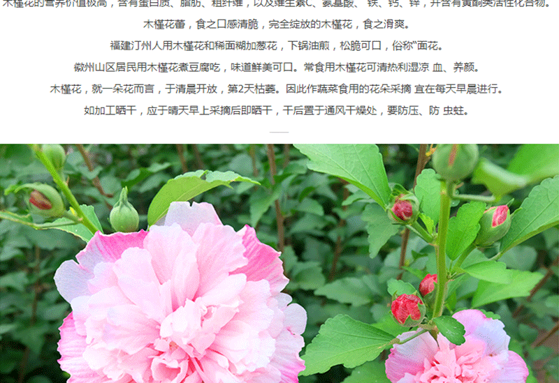 淡粉重瓣木槿花庭院室外地栽阳台盆栽耐寒木本花卉植物木槿花苗地径