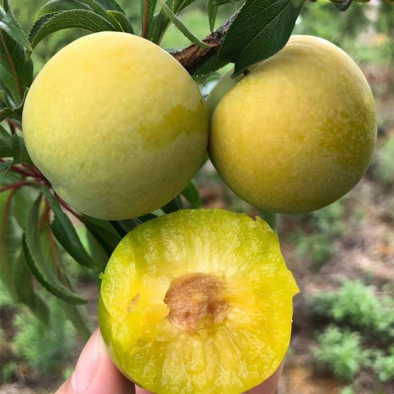 贵州蜂糖李【顺丰空运50个特大鲜果礼盒装】贵州蜂糖李新鲜水果蜂蜜