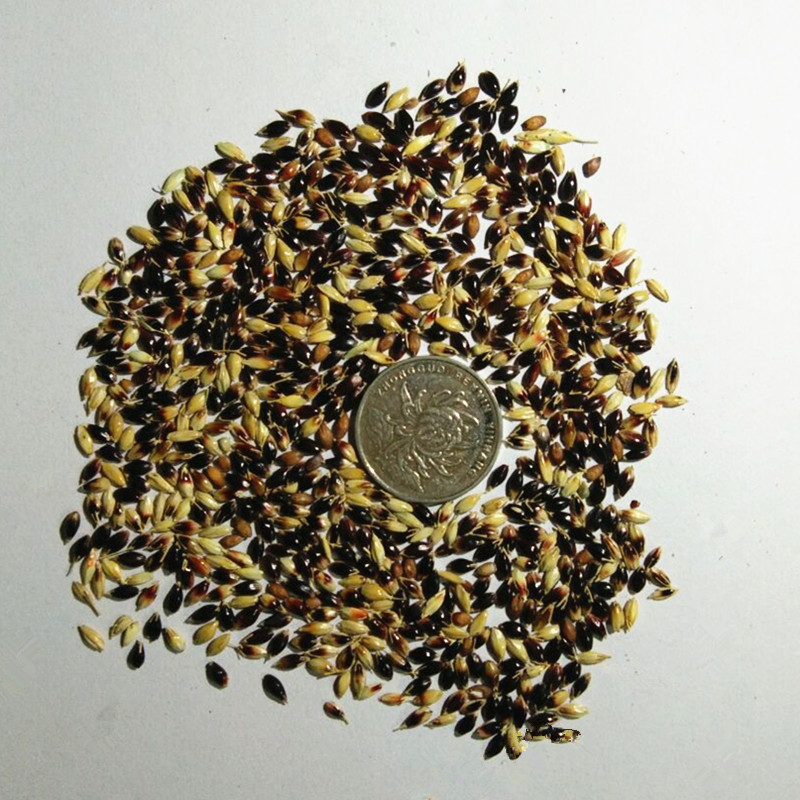 xbpgd 苏丹草种子批发 鱼草籽种子渔草籽喂鱼的草高产苏丹草牧草 进口