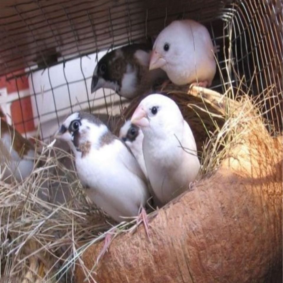 荣郁 保姆鸟十姐妹白腰文活体鸟一对繁殖小鸟活体鸟家养宠物鸟包活