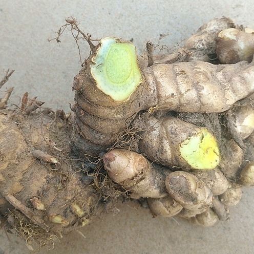 乌姜新鲜黑姜黑心姜现挖绿肉姜蓝姜1斤装5oo克