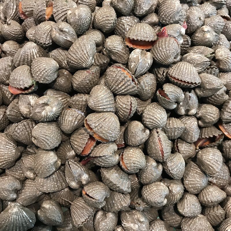 血蛤花蛤新鲜贝壳海产品海鲜水产鲜活500克本地特产小号2斤约60颗斤