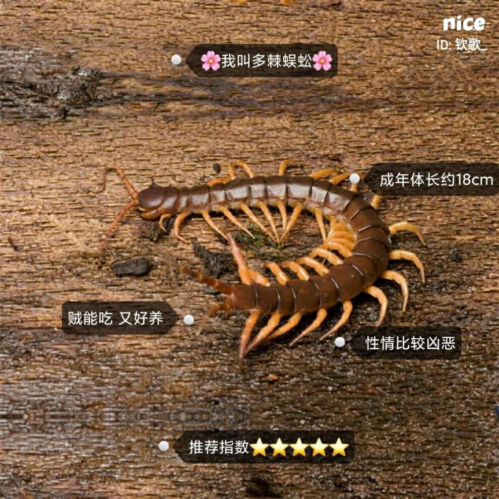 名称:采缇 海南间脚泰国红龙越南巨人少棘多棘宠物异宠爬宠爬虫蜈蚣