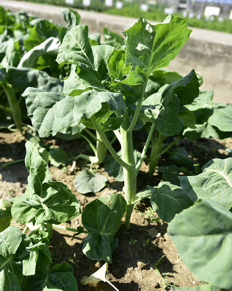 四季甜芥蓝种子广东鸡腿芥兰菜种籽早熟粗条秋季播蔬菜种孑籽阳台