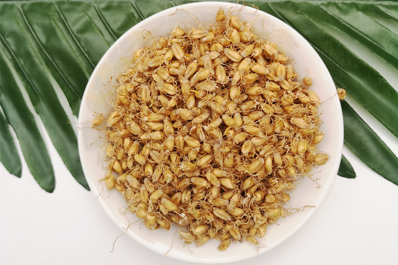 硒麦芽天然有机麦芽硒晒麦芽硒麦芽五味子粉茶500g伊梵麦