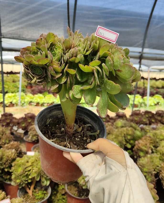 小轩 万圣节缀化 沙拉碗法师整版多肉植物 法师盆栽 e91号【15厘米