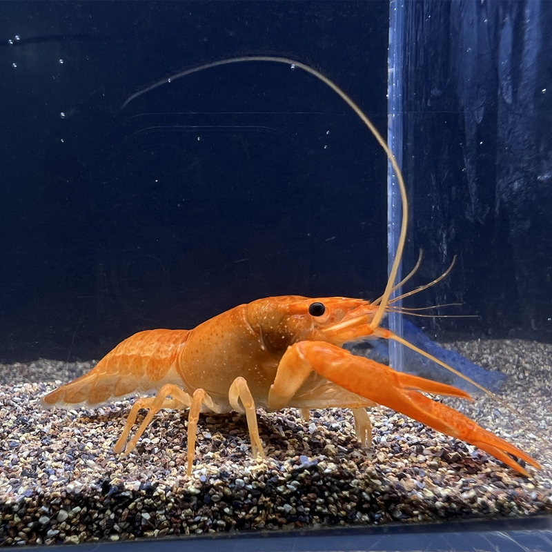 观赏虾水族淡水宠物佛蓝白橘鳌虾活体宠物龙纹鳌虾淡水小龙虾 蓝鳌虾1