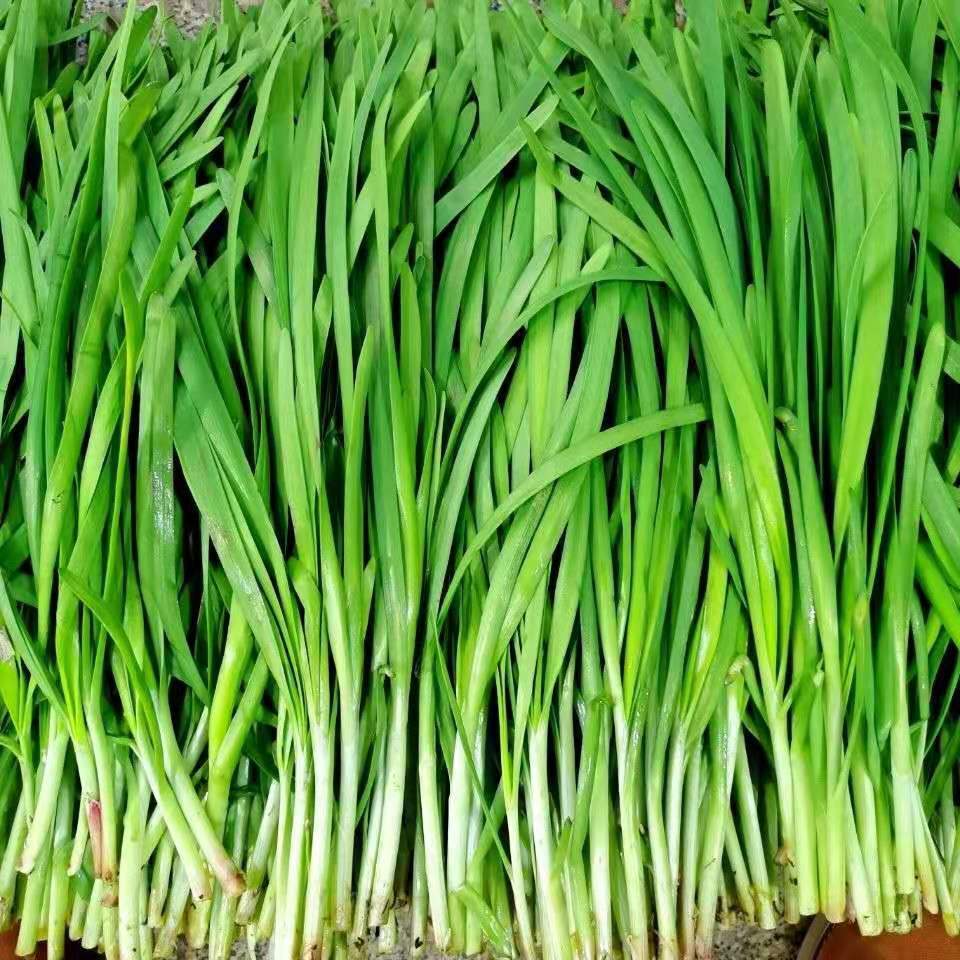 精选生鲜山东露天头茬红根韭菜新鲜蔬菜农家自种现割现发大韭菜批发现