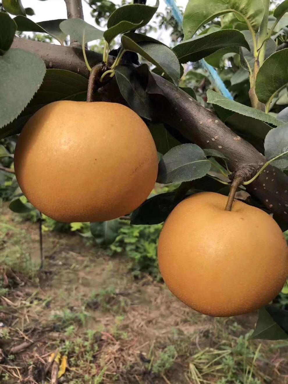 水果梨丰水梨晚秋黄梨10斤整箱批发甘甜多汁润肺大果9510斤