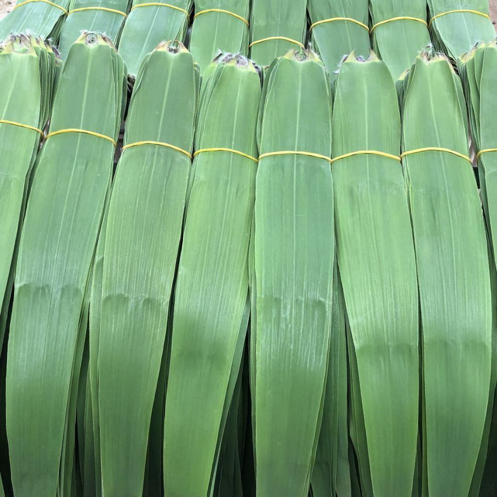 新鲜芦苇叶白洋淀野生粽子叶家用包粽子的叶子当日采摘 新鲜优质粽子