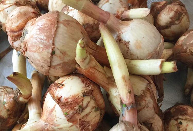 源外云南白马蹄菇燕尾菇粉糯慈姑新鲜蔬菜火锅配菜香糯 9斤 茨菇