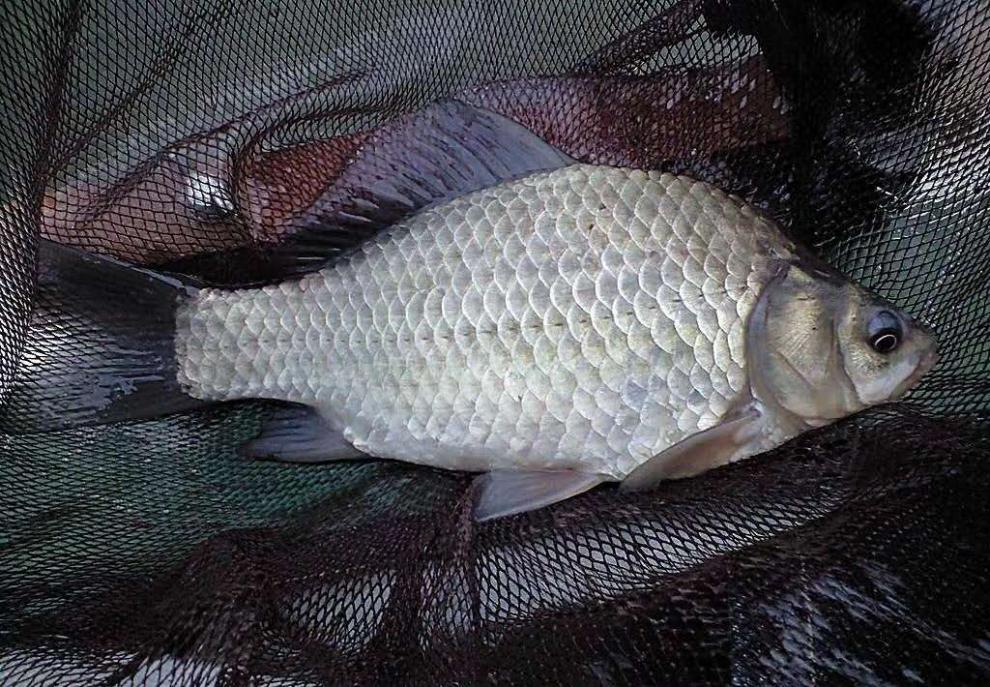 vieruodis中科3号中科5号丰产鲫鱼苗银鲫鱼苗白鲫鱼苗湘云鲫工程鲫明