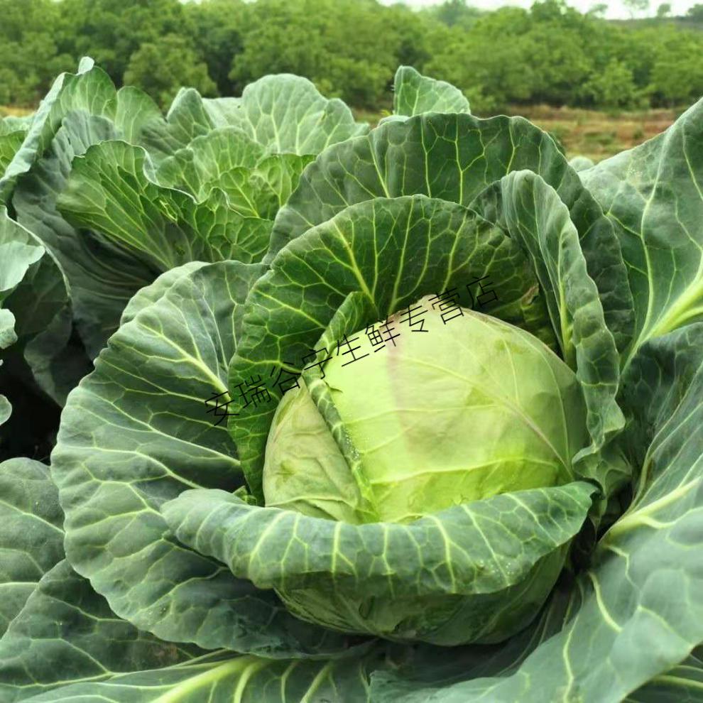 农家甘蓝卷心菜包心菜莲花白蔬菜圆白菜现摘现发应季蔬菜21年现品质