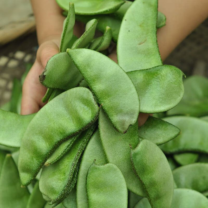 新鲜扁豆角绿眉梅豆汽豆猪耳朵新鲜蔬菜 4斤【图片 价格 品牌 报价】