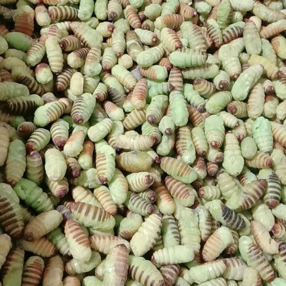 【精选好物】喜多多东北特产神仙蛹嫩蚕蛹绿色蚕蛹薄皮柞树蚕蛹速冻