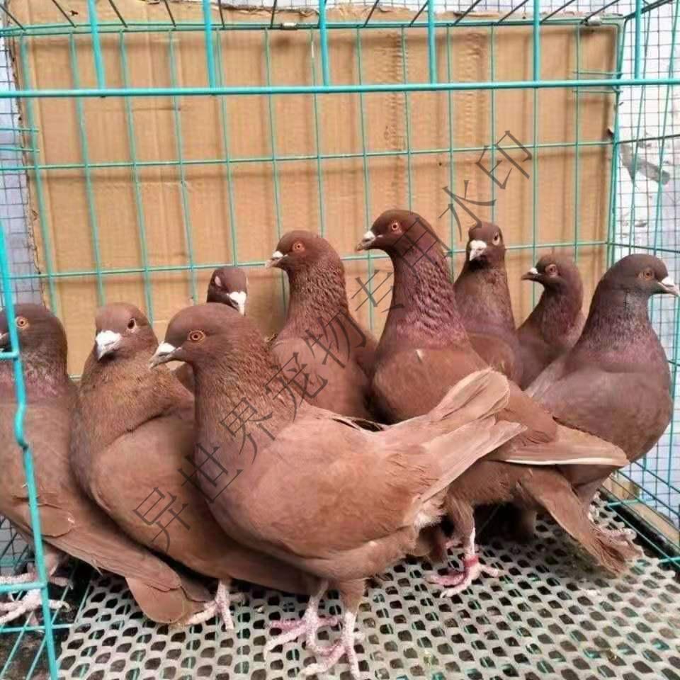 非元宝鸽纯种鸽子活物一对特大型落地王种鸽子活体肉鸽信鸽观赏随机