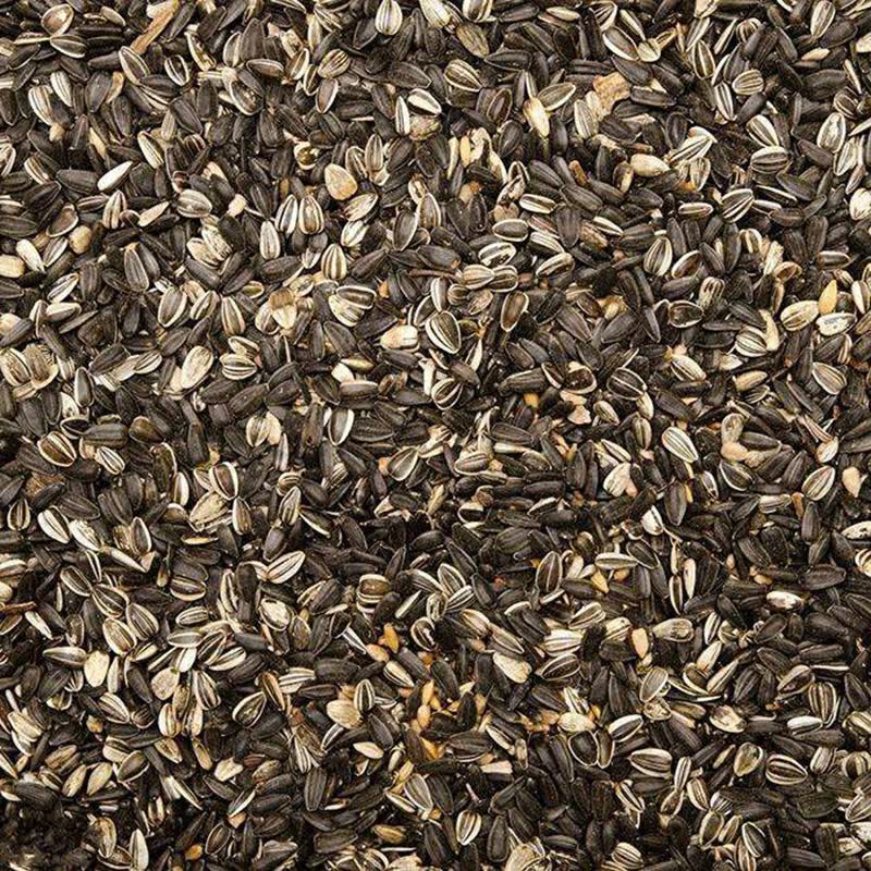 中梦向日葵种子四季食用特大油葵种子高产大粒葵花籽庭院花海种子 500