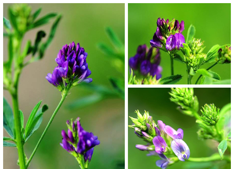 中梦紫花苜蓿草种子多年生四季养殖牧草种籽喂猪牛羊鸡鸭鹅兔鱼草高