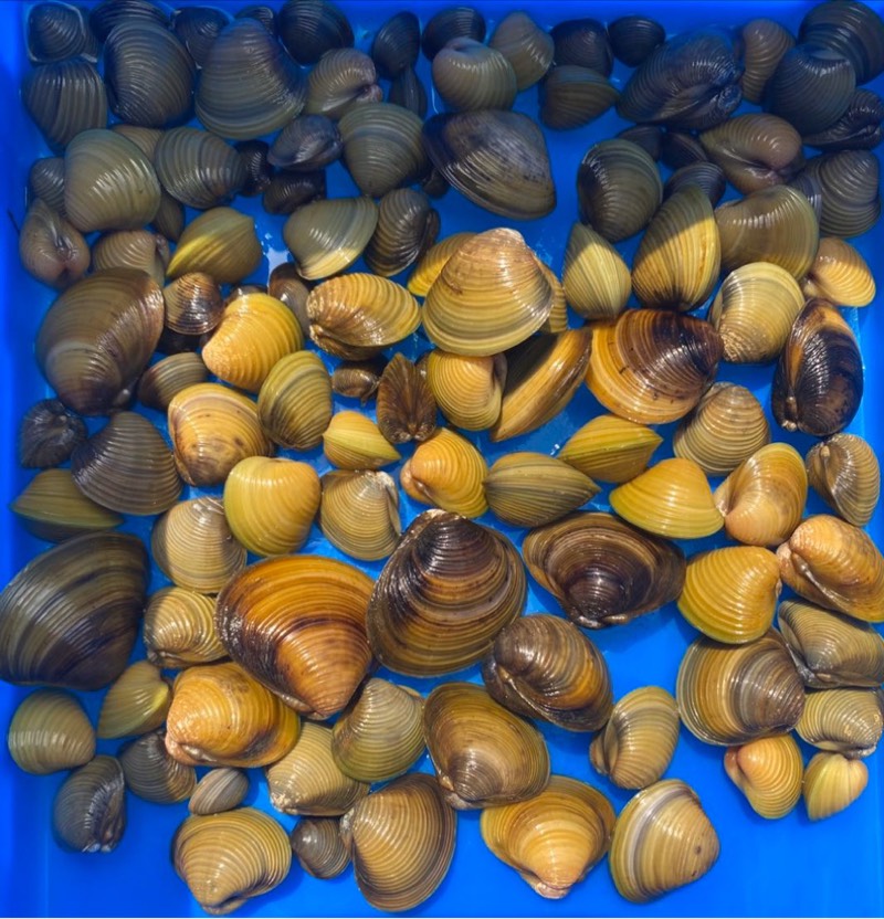 vieruodis 黄金河蚬小河蚌溪蚬活体淡水冷水原生小型水族除藻观赏河蚌