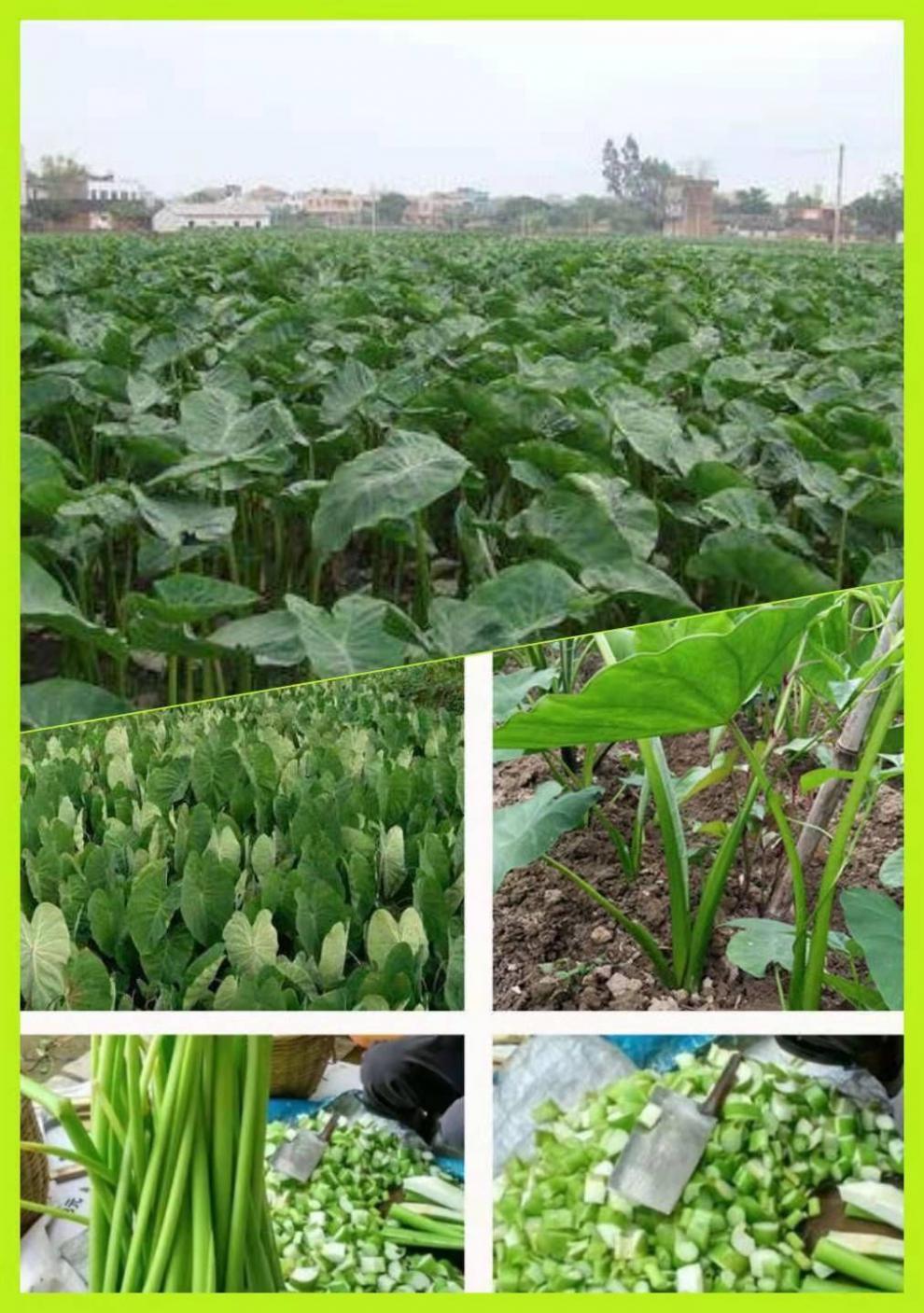 酸腌酸芋苗博白特产芋禾干新鲜广西玉林自制博白芋苗酸辣农家 芋苗酸2