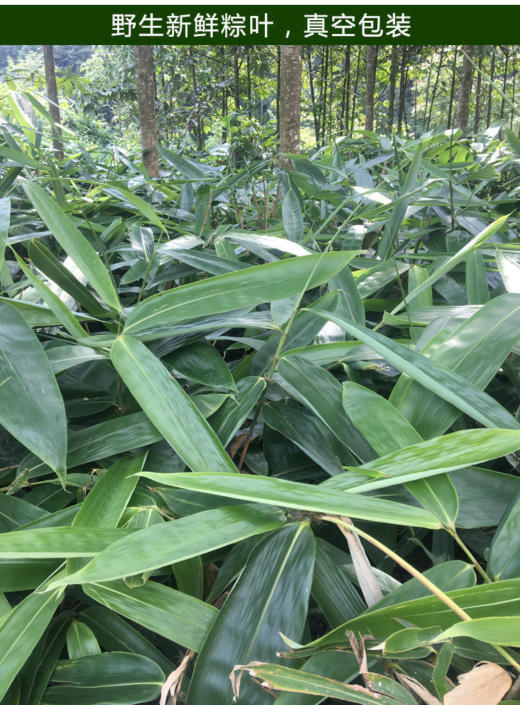 粽叶新鲜现摘粽叶粽子叶粽粑叶箬叶野生大粽叶真空鲜粽叶子包粽子特大