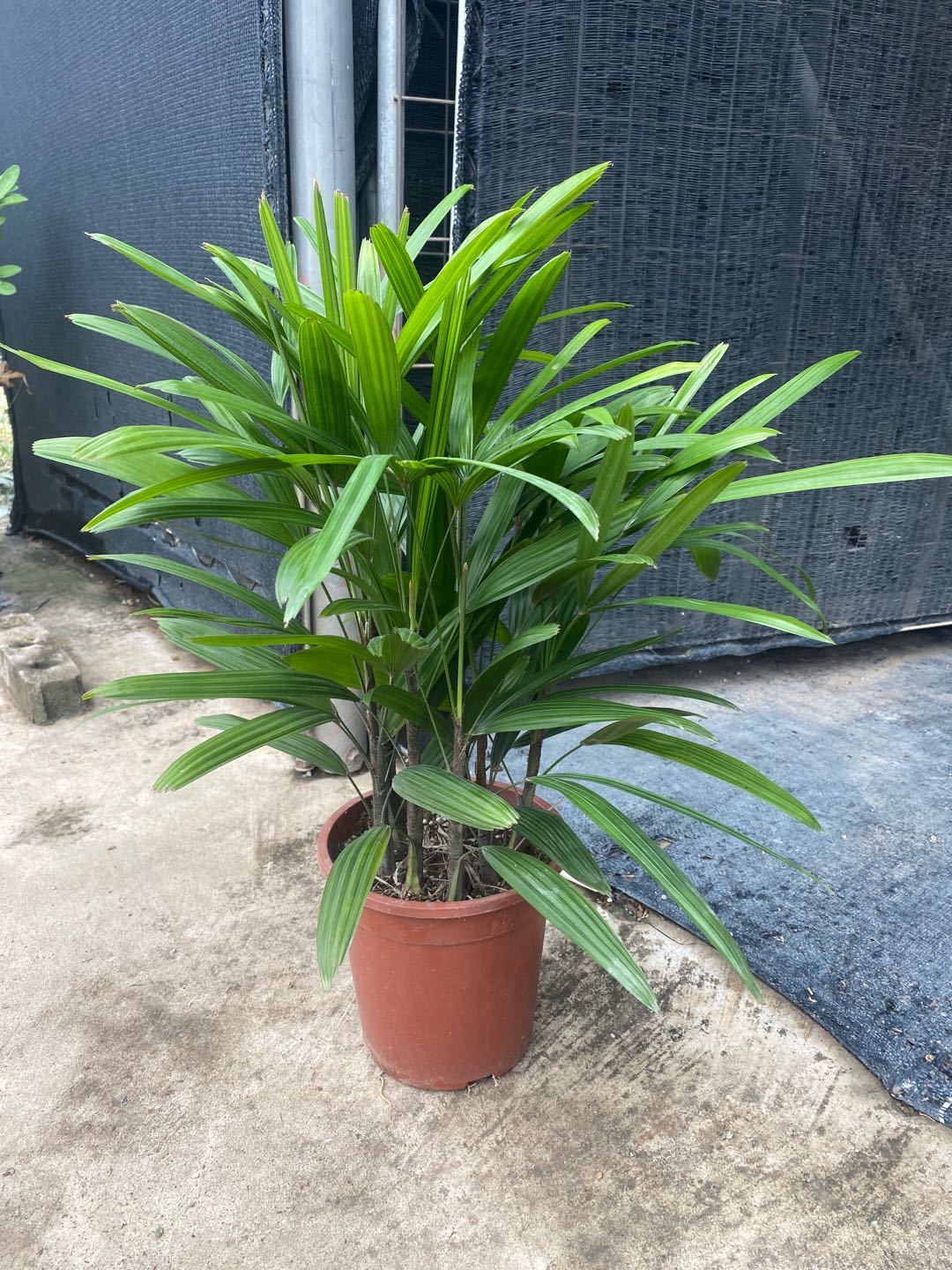 【送货上门】大叶棕竹盆栽中大型室内外观叶植物客厅卧室办公室除甲醛