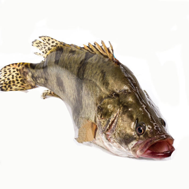 桂鱼鳜鱼鳌花鱼桂花鱼淡水鱼新鲜活鱼下单现杀半斤左右条两条装