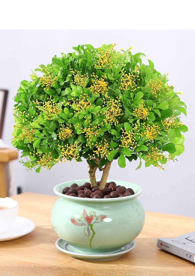 米兰盆栽花卉植物室内花树苗四季植物开花老桩大颗好养净化空气绿植