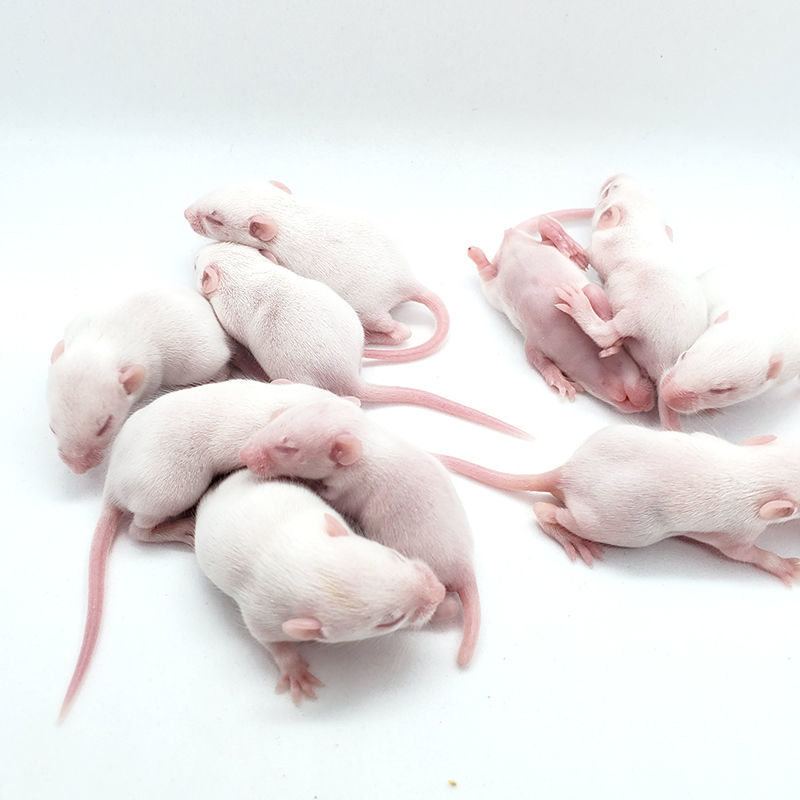 实验无菌spf小白鼠活体红皮乳鼠繁殖组一公三母大小亚成怀孕种鼠醉俊