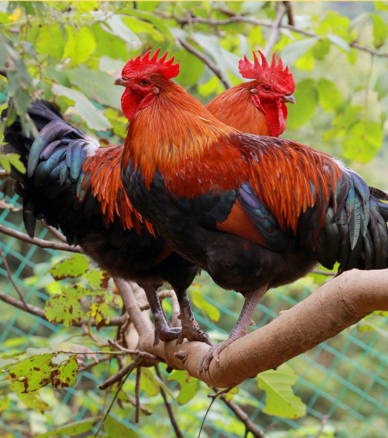 大公鸡农村散养新鲜宰杀走地鸡笨公鸡鸡公活鸡现杀