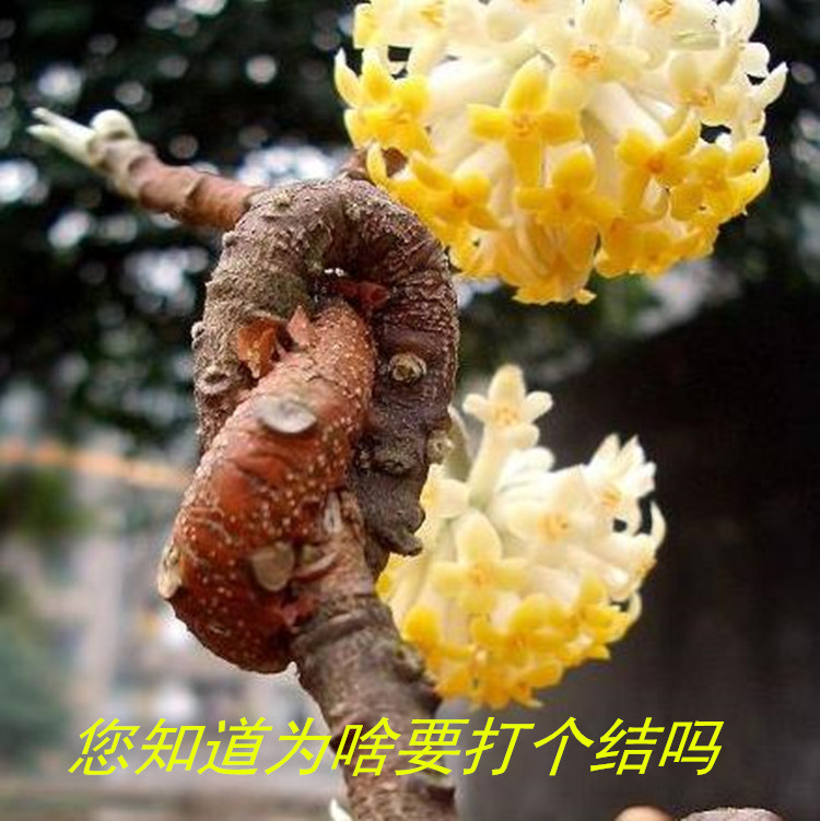 梦花树苗结香花打结花树苗黄瑞香家香喜花梦冬花金腰带带花苞发货