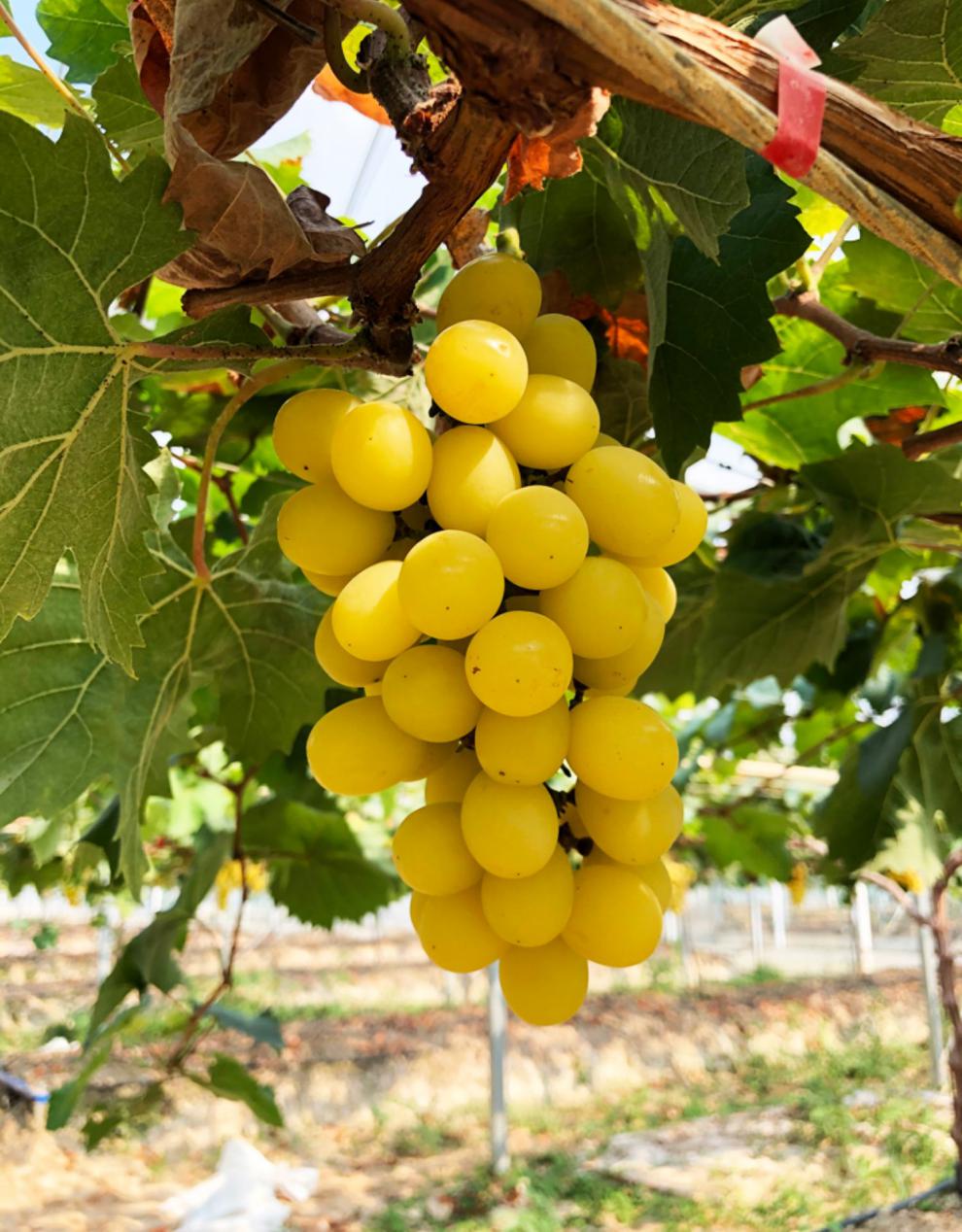 鲜姬 日本原种黄金阳光玫瑰青提子葡萄