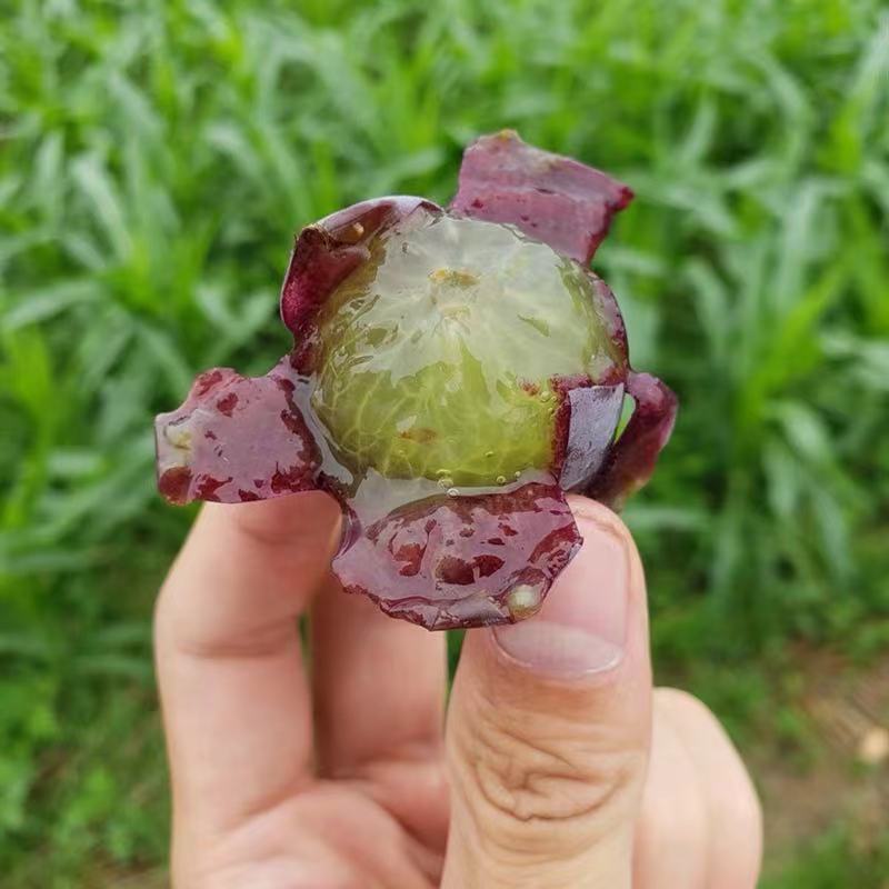 大粒巨峰新鲜藤引葡萄新鲜葡萄孕婴水果现摘东北2斤