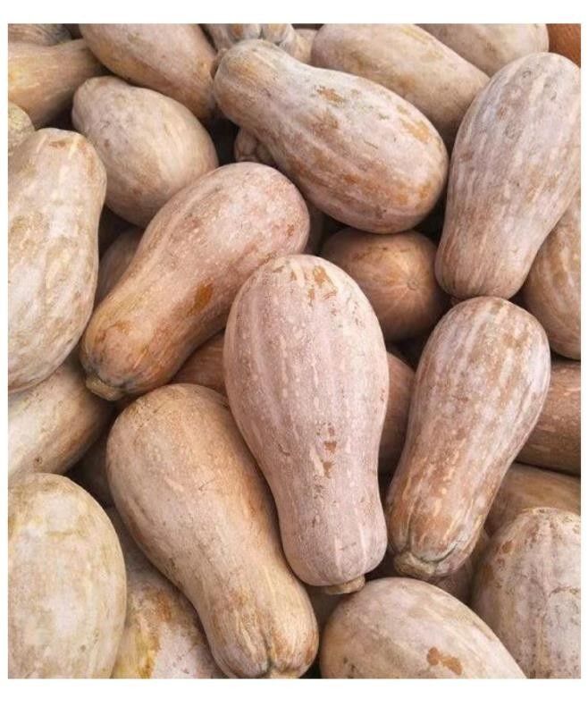 南瓜新鲜蔬菜云南老南瓜蜜本南瓜黄南瓜老南瓜批发2斤手工精选910斤带