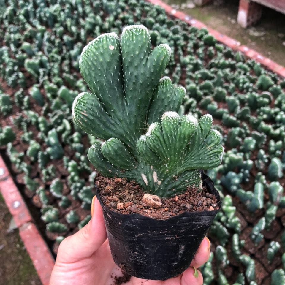 雨花蝶 五指山仙人掌 超大山影仙人球 室内小盆栽 玉麒麟多肉 五指山