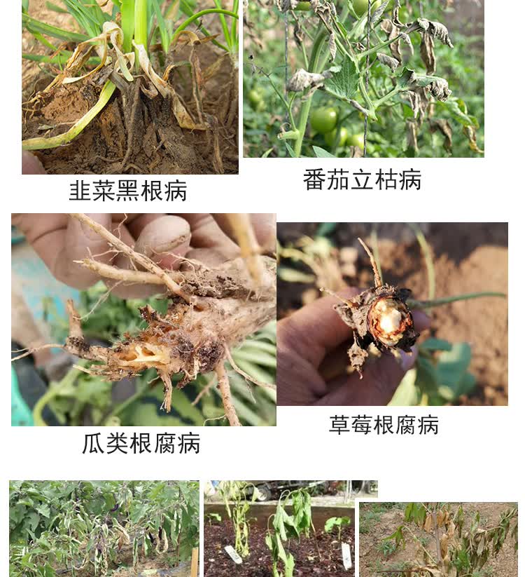 剂辣椒黄瓜番茄青枯病黄萎病专用药北美农大 5盒【 2袋叶面肥】【图片