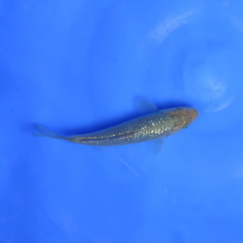 日本纯种九纹龙锦鲤银鳞茶鲤红白大正鱼苗德系锦鲤闪鳞红绿茶鲤 茶鲤