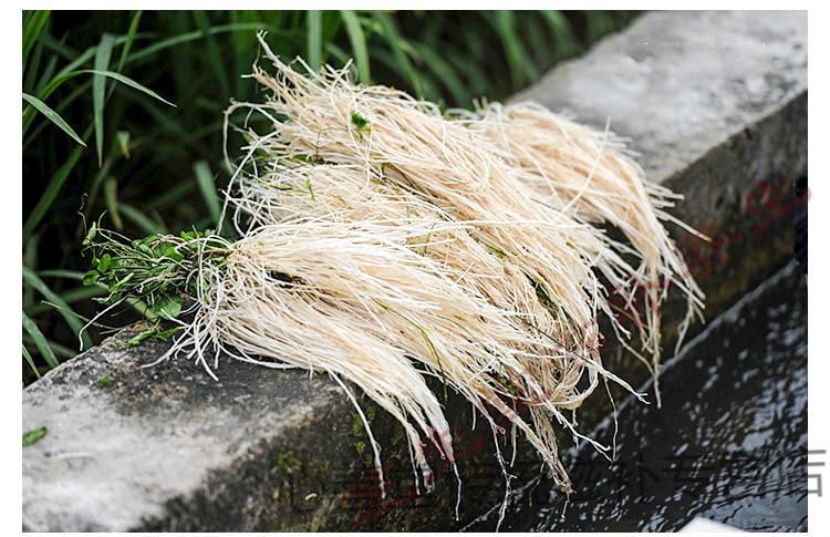 粤北韶关特产丝线根养肝草龙须根滋补煲汤炖汤10扎/袋【图片 价格