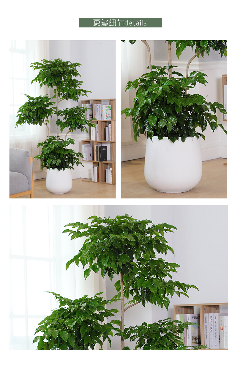 植匠绿宝幸福树造型室内高杆大型盆栽办公室客厅吸甲醛净化空气 五层