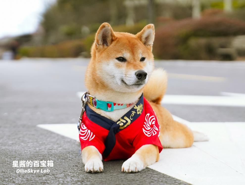 柴犬和服日系浴袍狗狗春夏款可爱衣服日式和风新年喜庆寿司师傅 一番