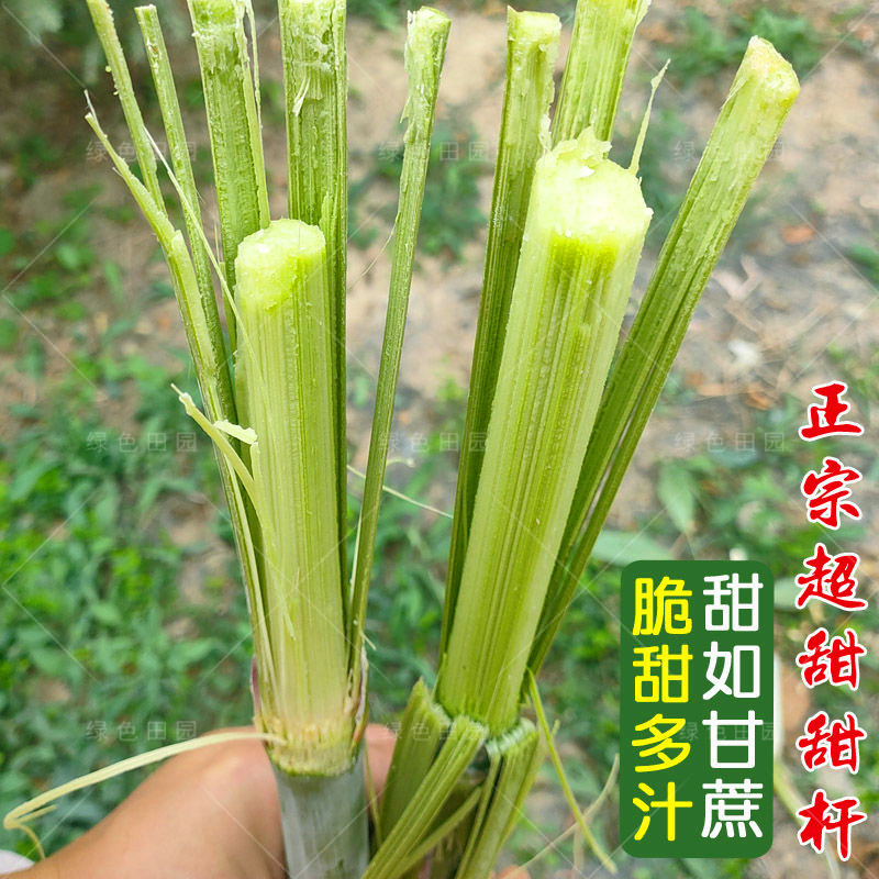 绿色甘蔗种籽甜杆高粱子高糖汁多北方水果春秋夏季四季种植农家孑