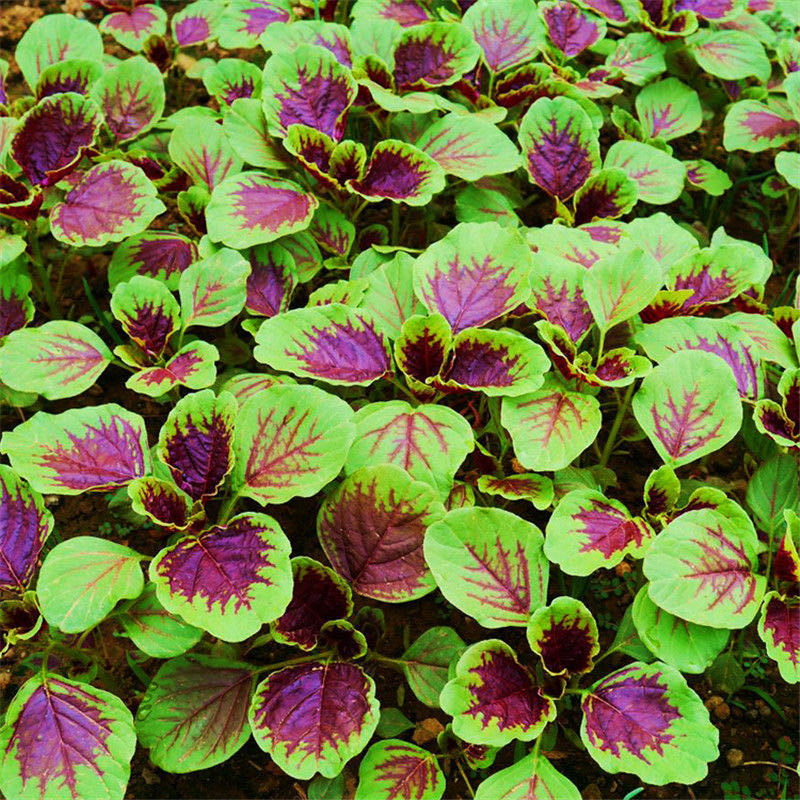 苋菜蔬菜农家自种红米苋菜白苋菜红苋菜红旱菜红汉菜现摘现发 红苋菜2