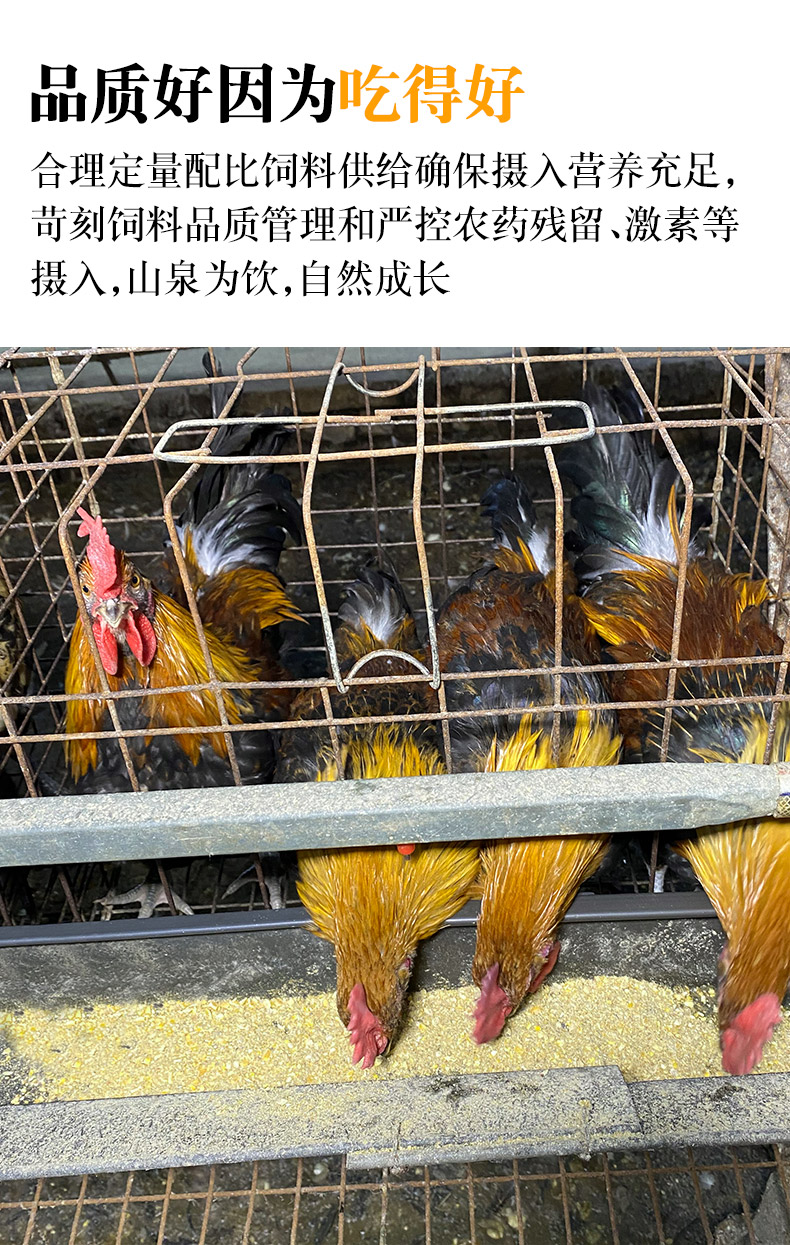 荣郁纯种云南茶花鸡种蛋受精蛋可孵化小鸡观赏鸡一代种蛋20枚20枚