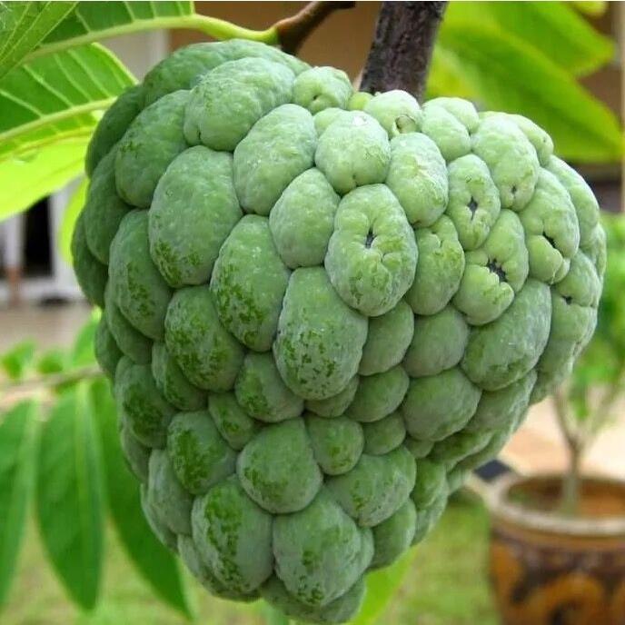 释迦果树苗番荔枝苗释迦果嫁接苗佛陀果盆栽果树苗当年结果2棵释迦果