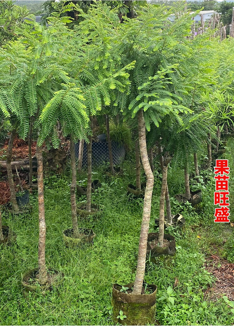 油甘果苗 潮汕嫁接崩坎狮头甜种油甘苗 柿饼甜油甘果树苗 崩坎甜油甘8