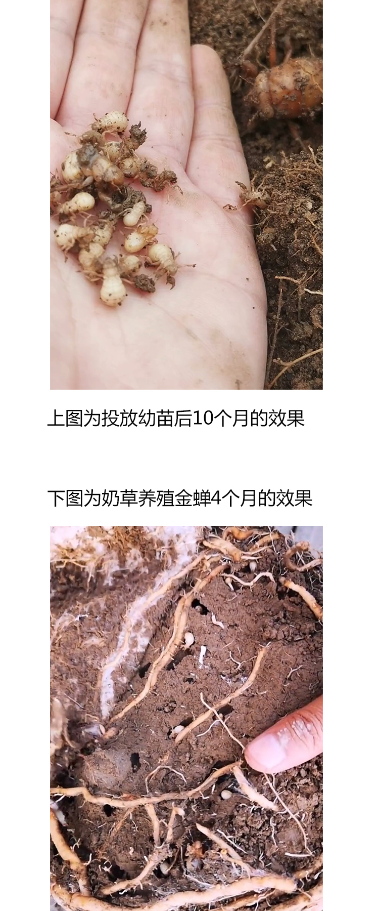 荣郁 金蝉幼苗卵苗活现货养殖爬叉猴蝉蚁孵化金蝉知