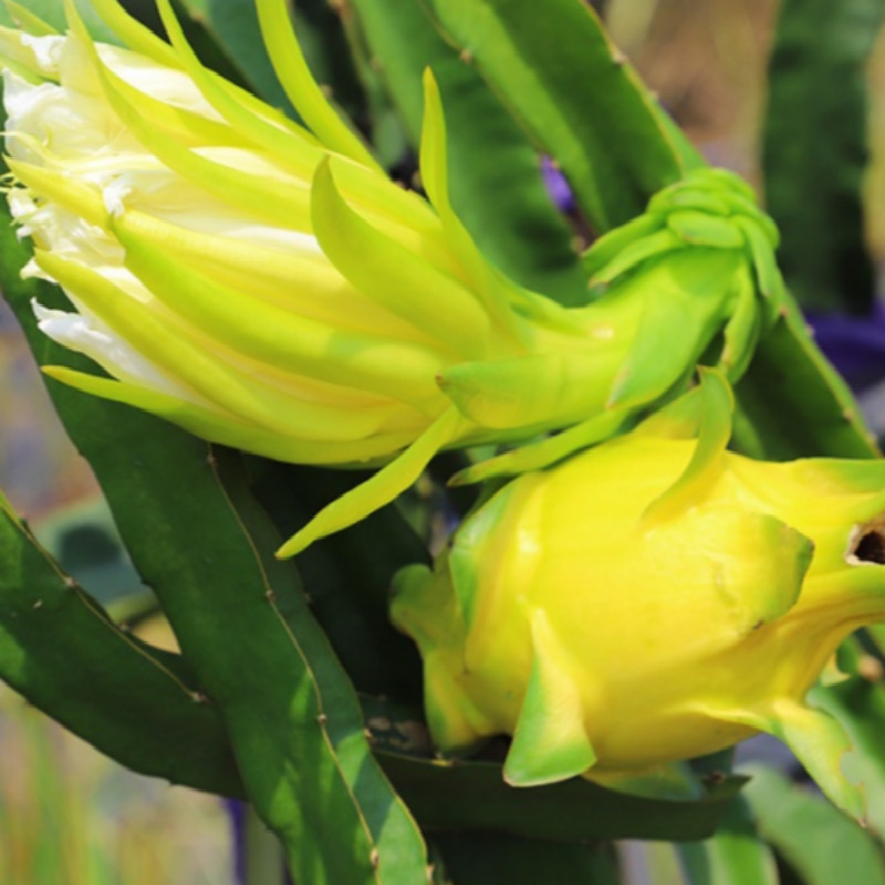 新品种黄金火龙果无刺黄龙白心当季新鲜水果 6个【图片 价格 品牌 报