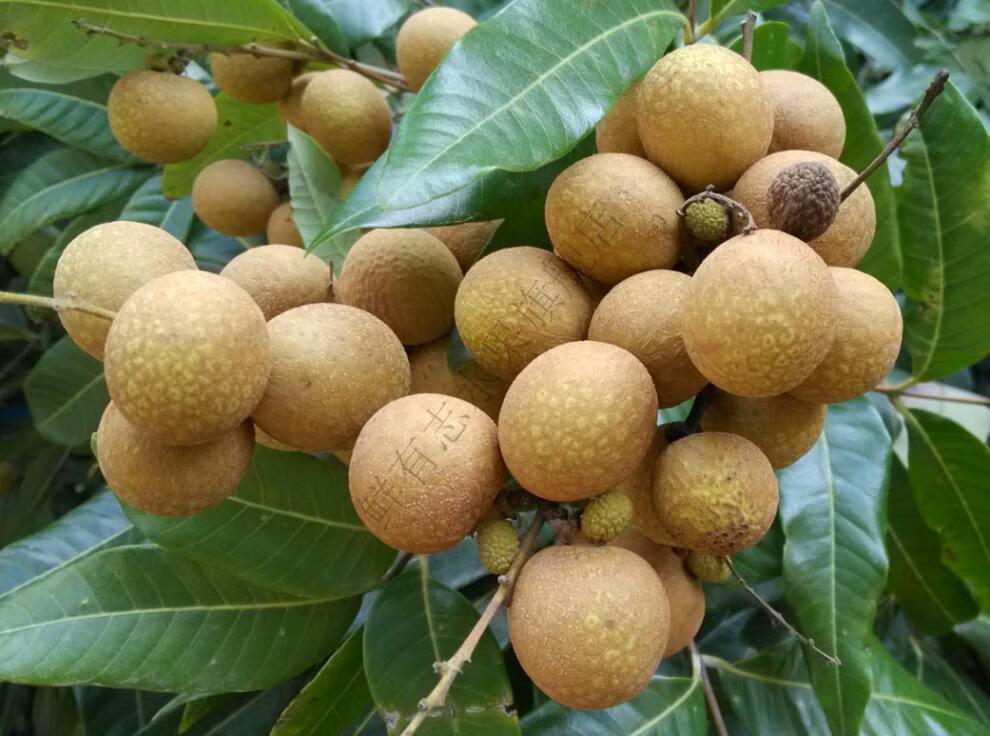 龙眼新鲜桂圆应当季孕妇水果红标大果鲜甜新鲜龙眼5斤超值装