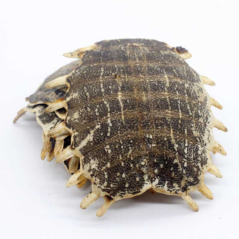 生鳖甲甲鱼壳中药材500g醋制炙鳖壳磨粉鳖盖子炙龟板