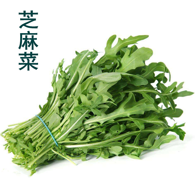 大叶芝麻菜种子30天收割四季播香味可口清炒更香臭菜野菜种子芝麻菜约